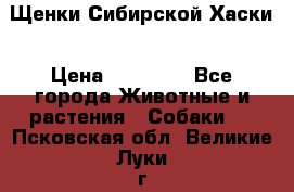 Щенки Сибирской Хаски › Цена ­ 20 000 - Все города Животные и растения » Собаки   . Псковская обл.,Великие Луки г.